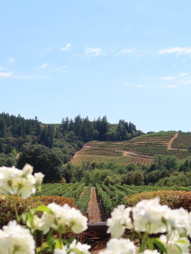 The Best Times to Visit Napa Valley