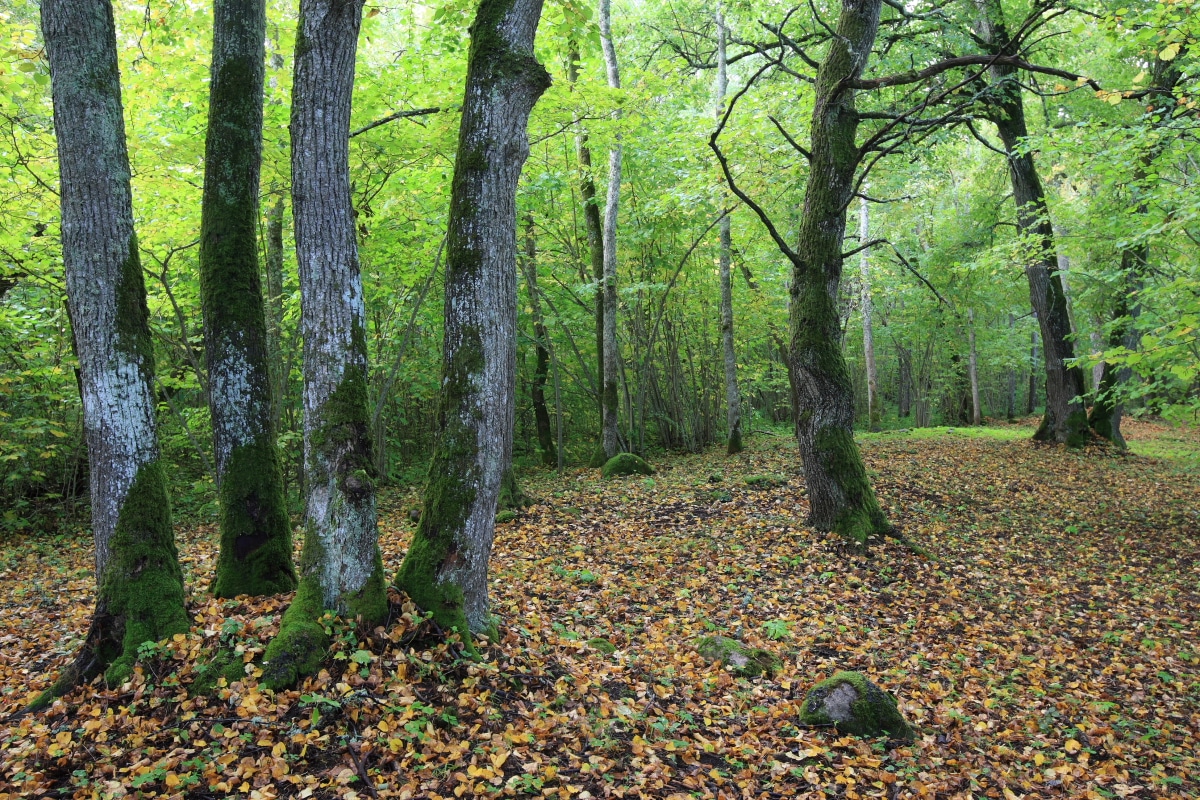 How to protect your trees from frost, tree mulch