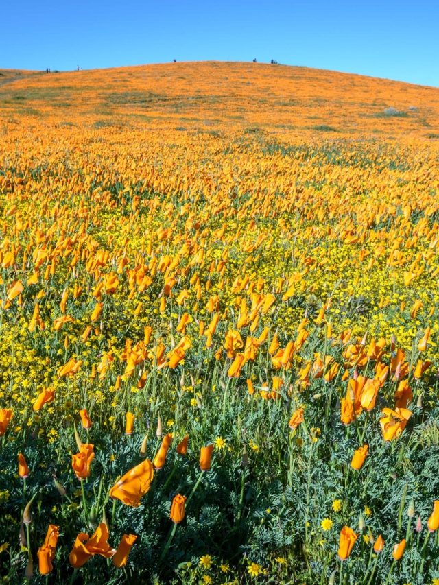 Cropped-super-bloom-poppies-lake-elsinore-1-scaled-1. Jpg