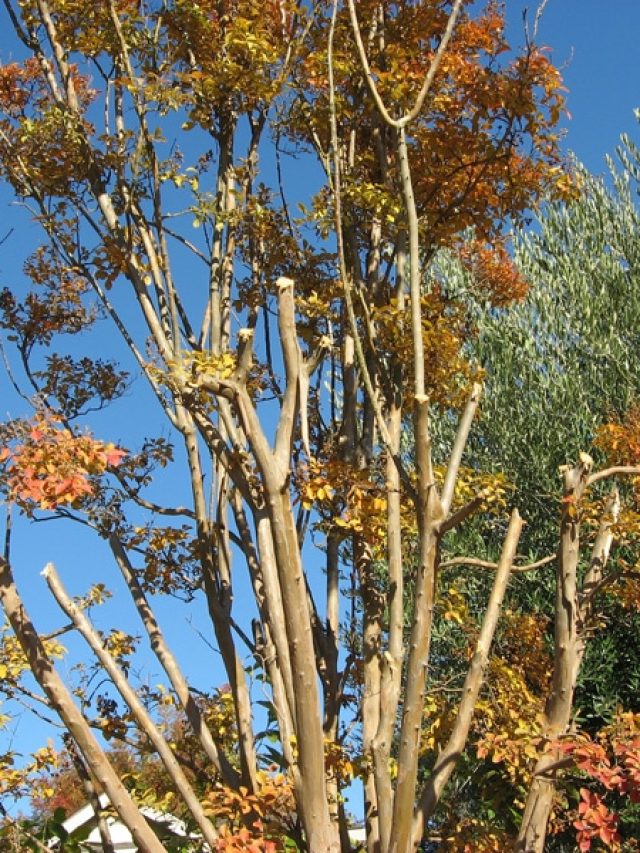 Trimming Crepe Myrtle Trees Story