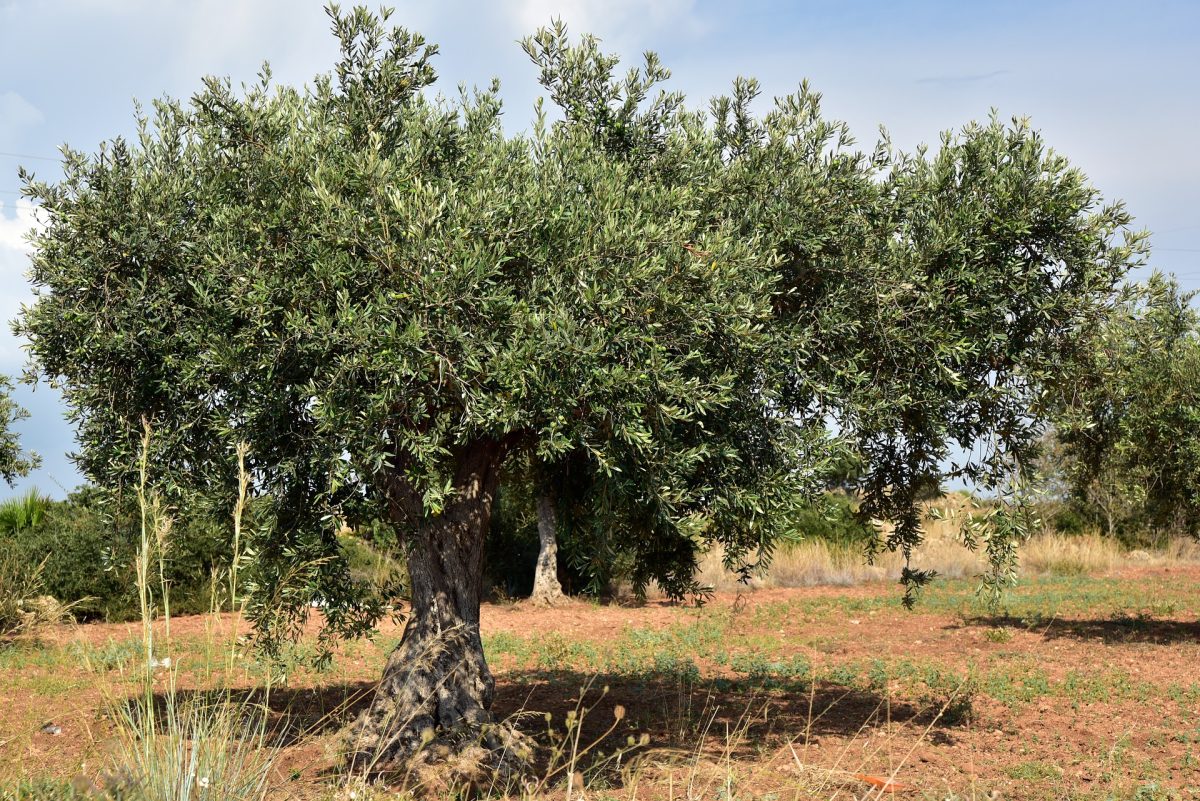 Symbolism of trees, olive tree orchard