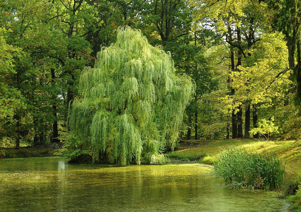 Symbolism of trees, willow tree