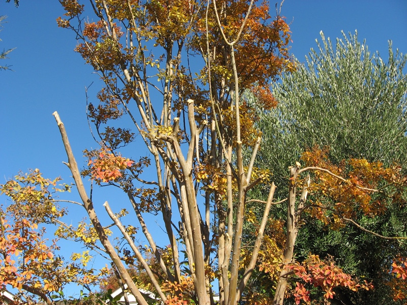 Trimming crepe myrtle trees, bad trim