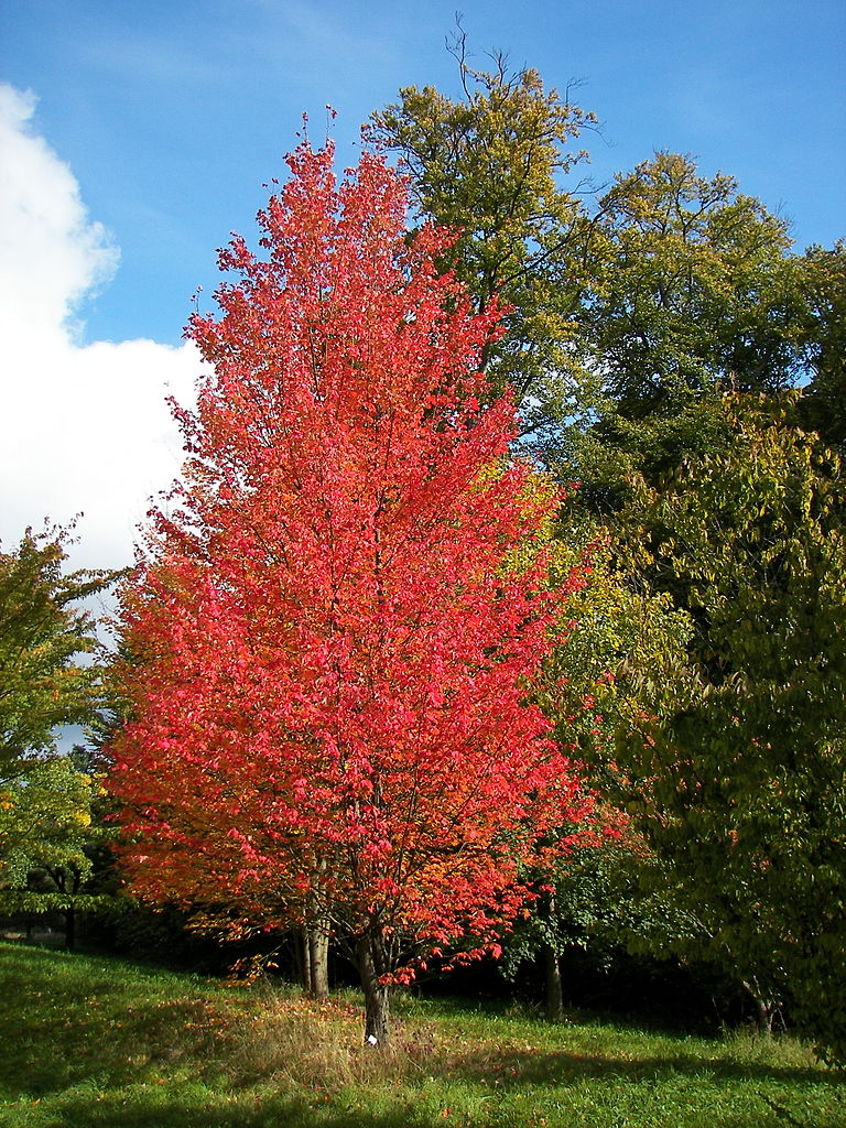 Types of maples, acer rubrum l. Red maple