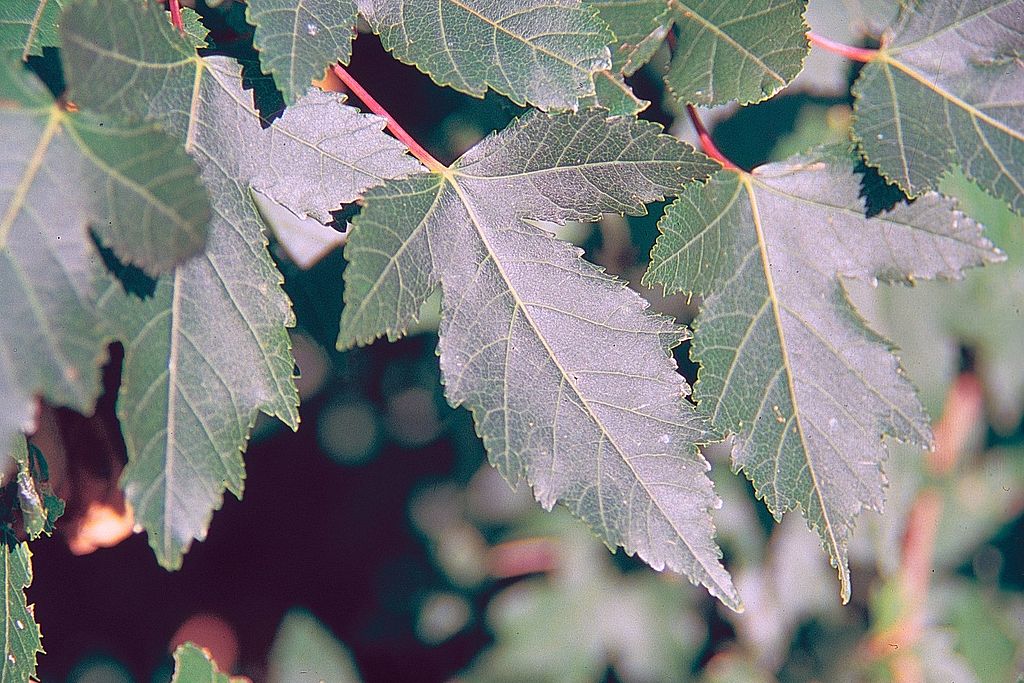 Types of maples, acer ginnala maxim, amur maple