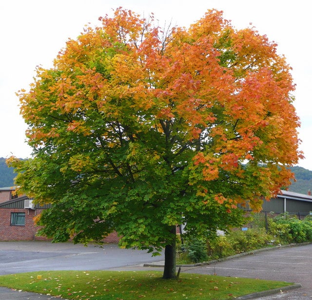 Types of maples, norway maple, acer platanoides