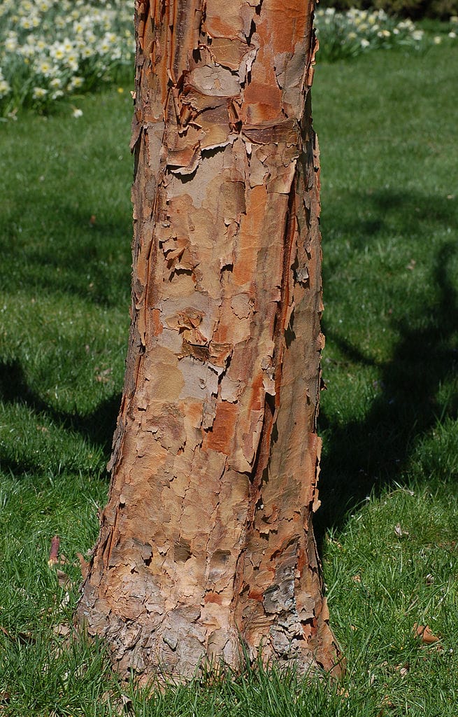 Types of maple trees, paperbark maple, acer griseum