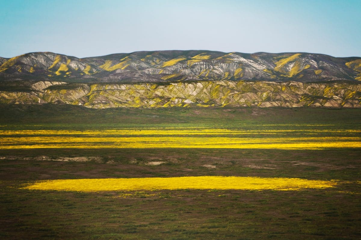 Carrizo plain national monument super bloom 2022 yellow flowers