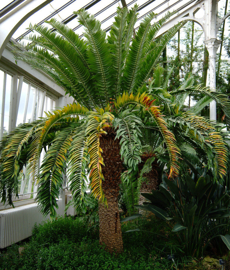 Encephalartos woodii at the kew royal botanical gardens