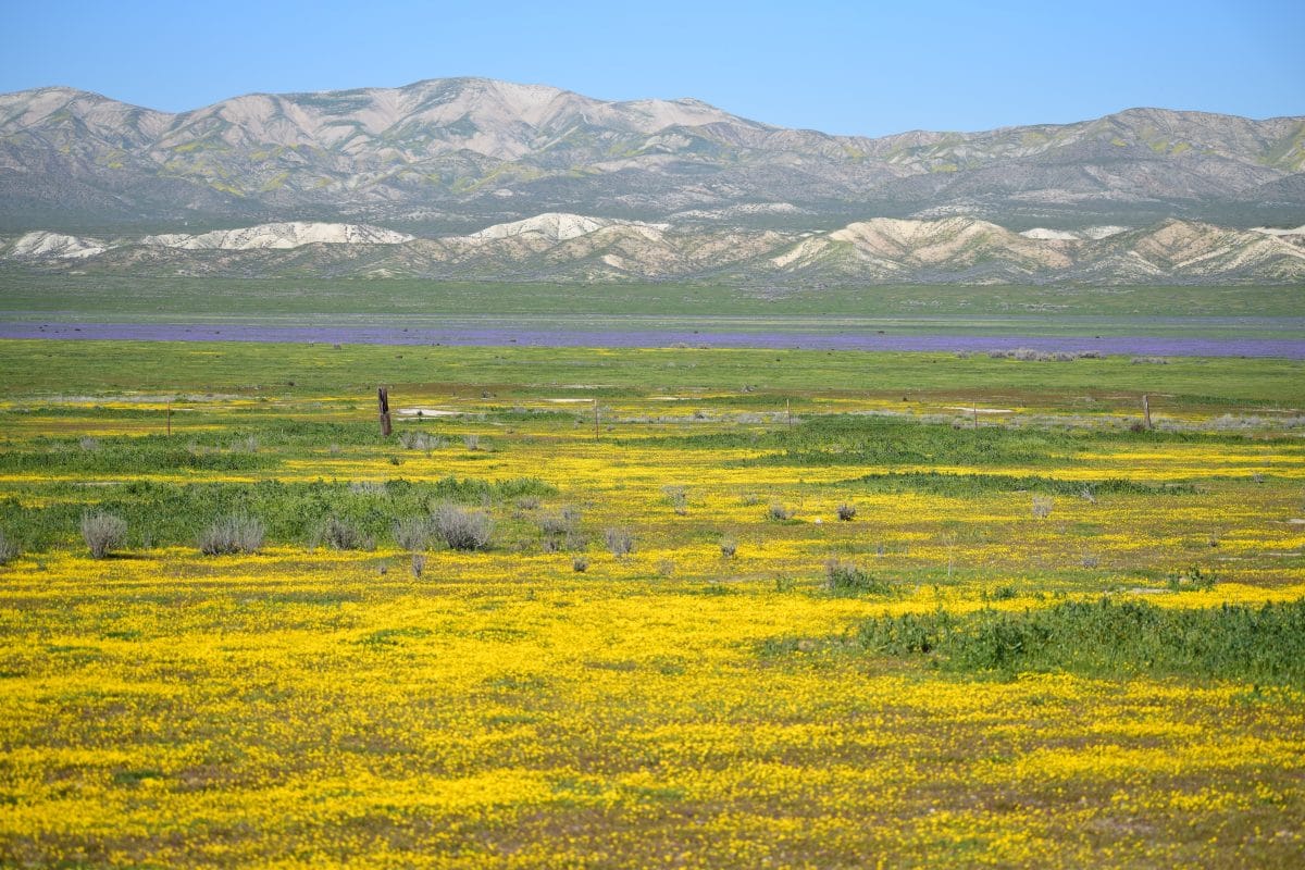 Carrizo plain national monument super bloom