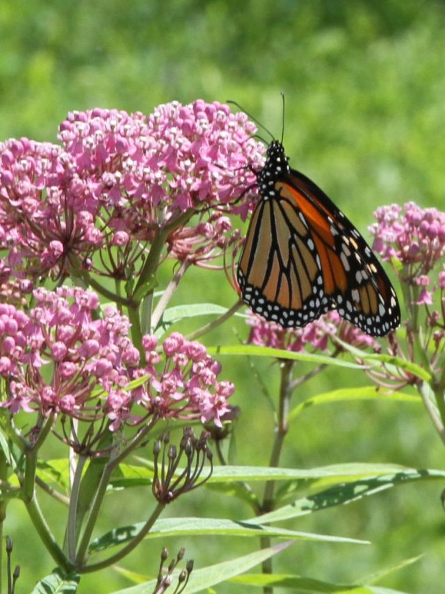 Native Flowers for Butterflies in Sacramento