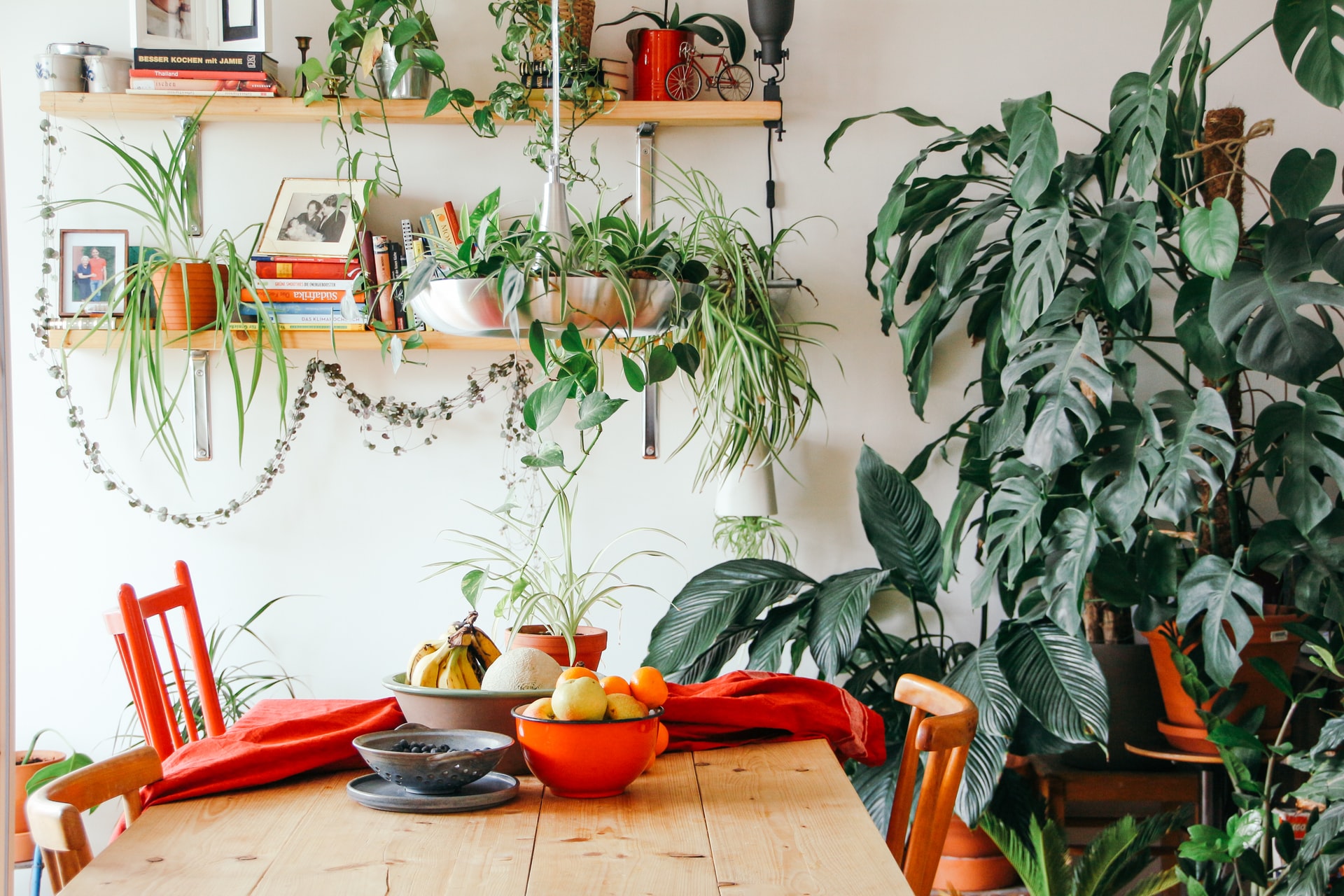 6 low-maintenance houseplants that you can easily grow