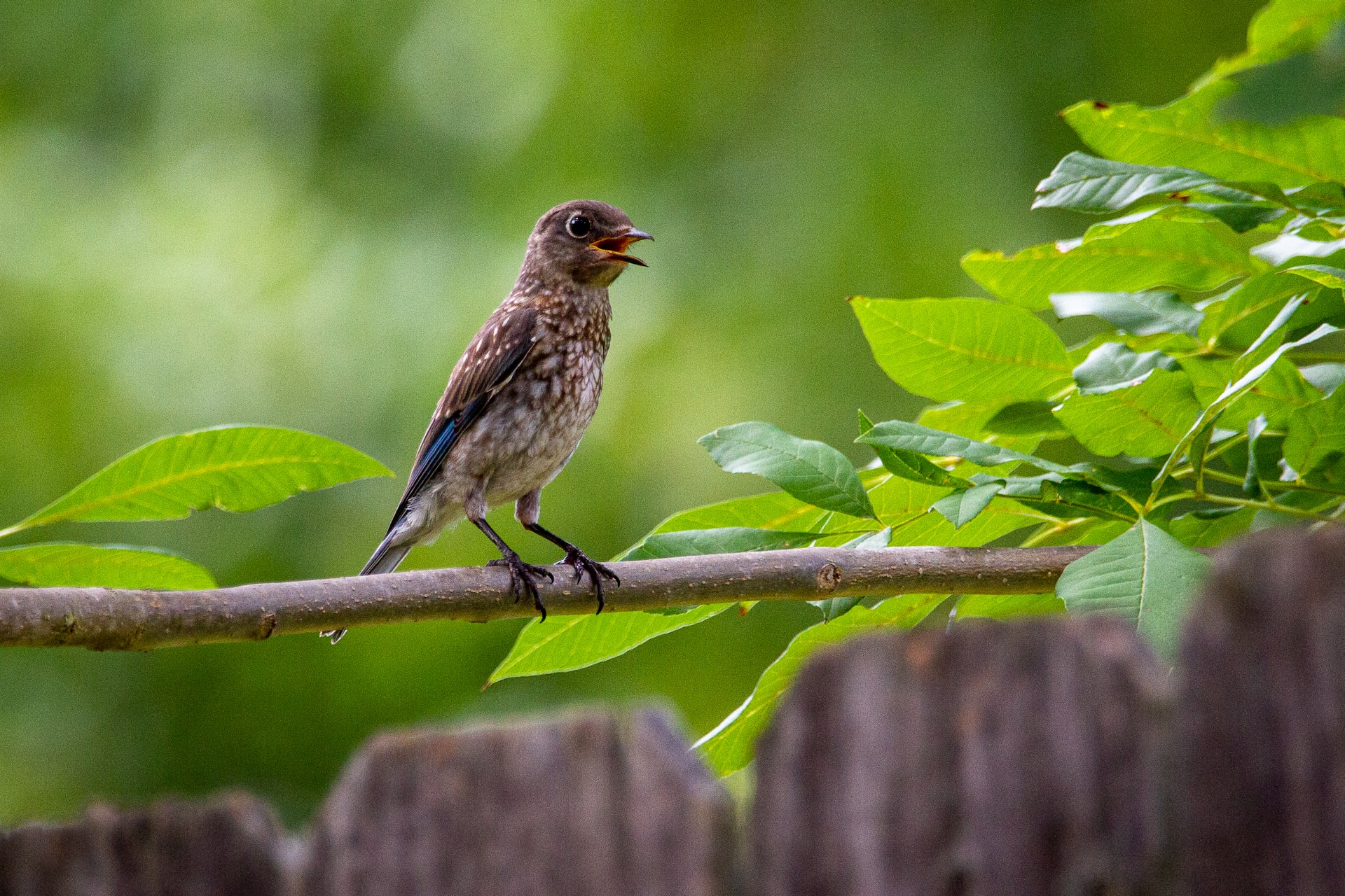 What can you do to control the birds living around your house