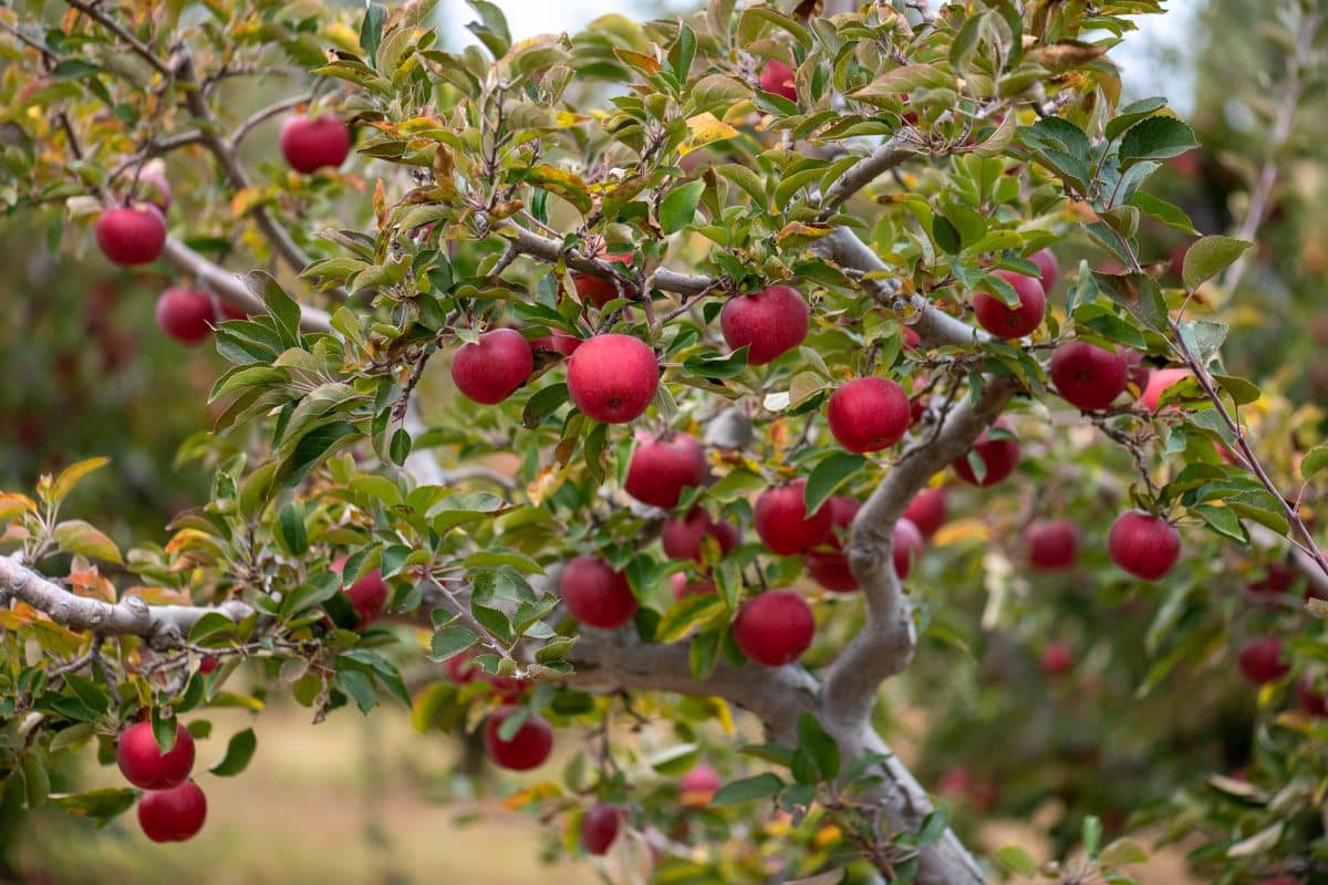 Apple trees in apple hill california