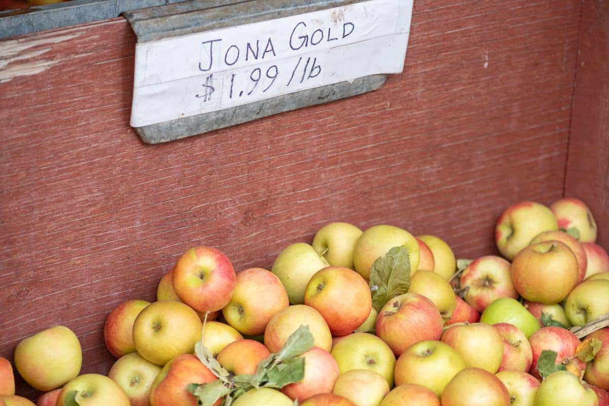 Apples of apple hill jonagold