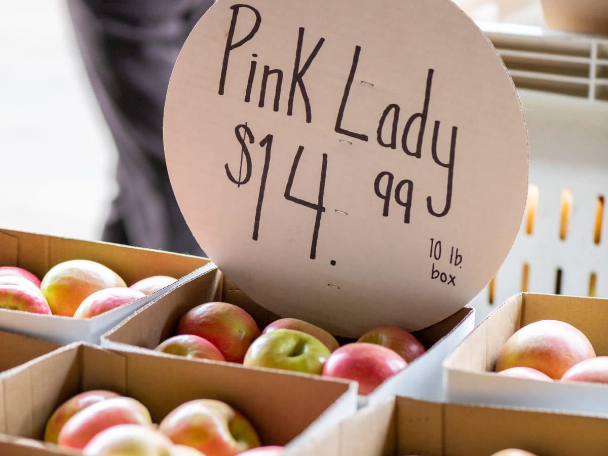 Apples of apple hill pink lady