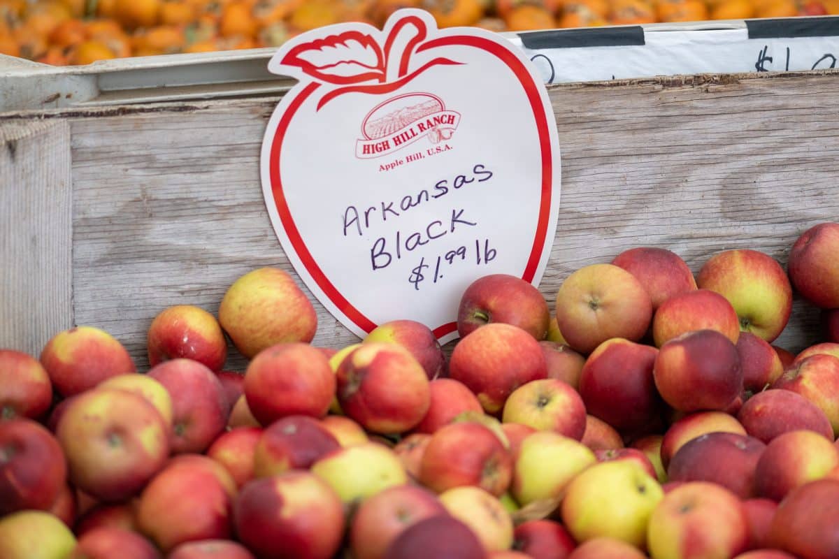 Apples of apple hill arkansas black