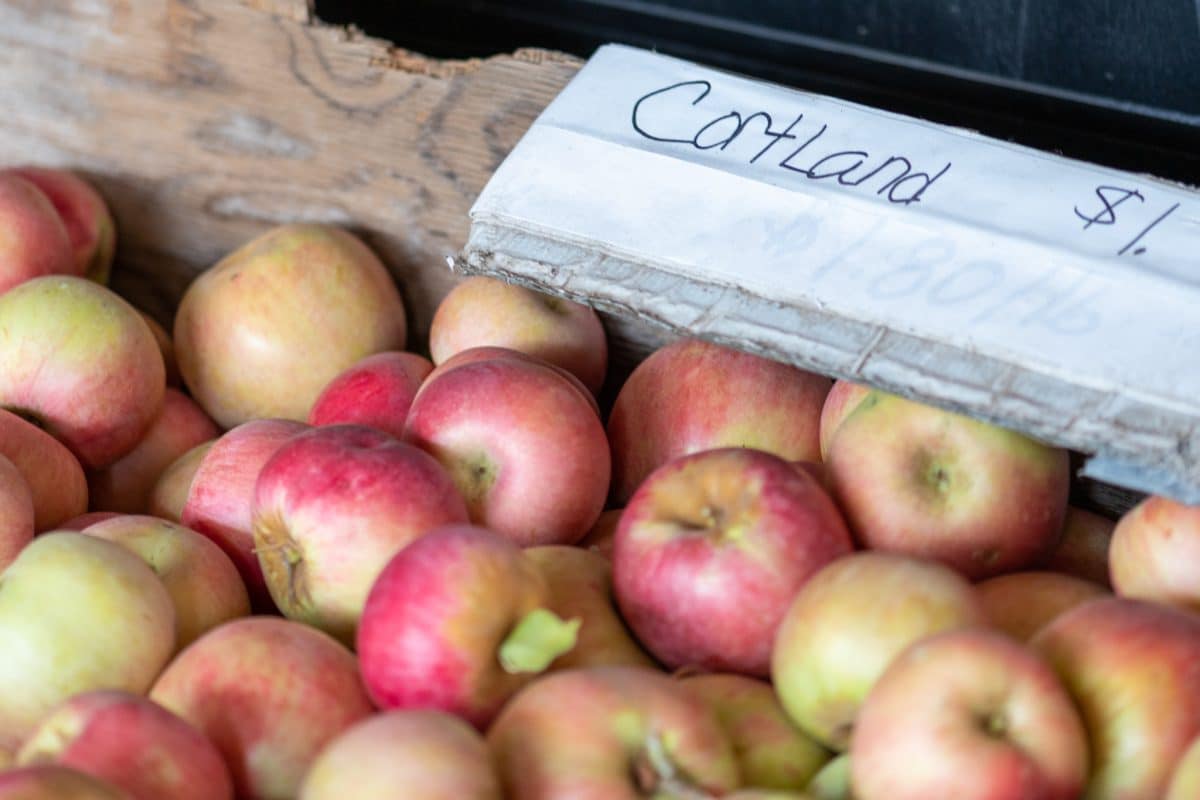 Apples of apple hill cortland