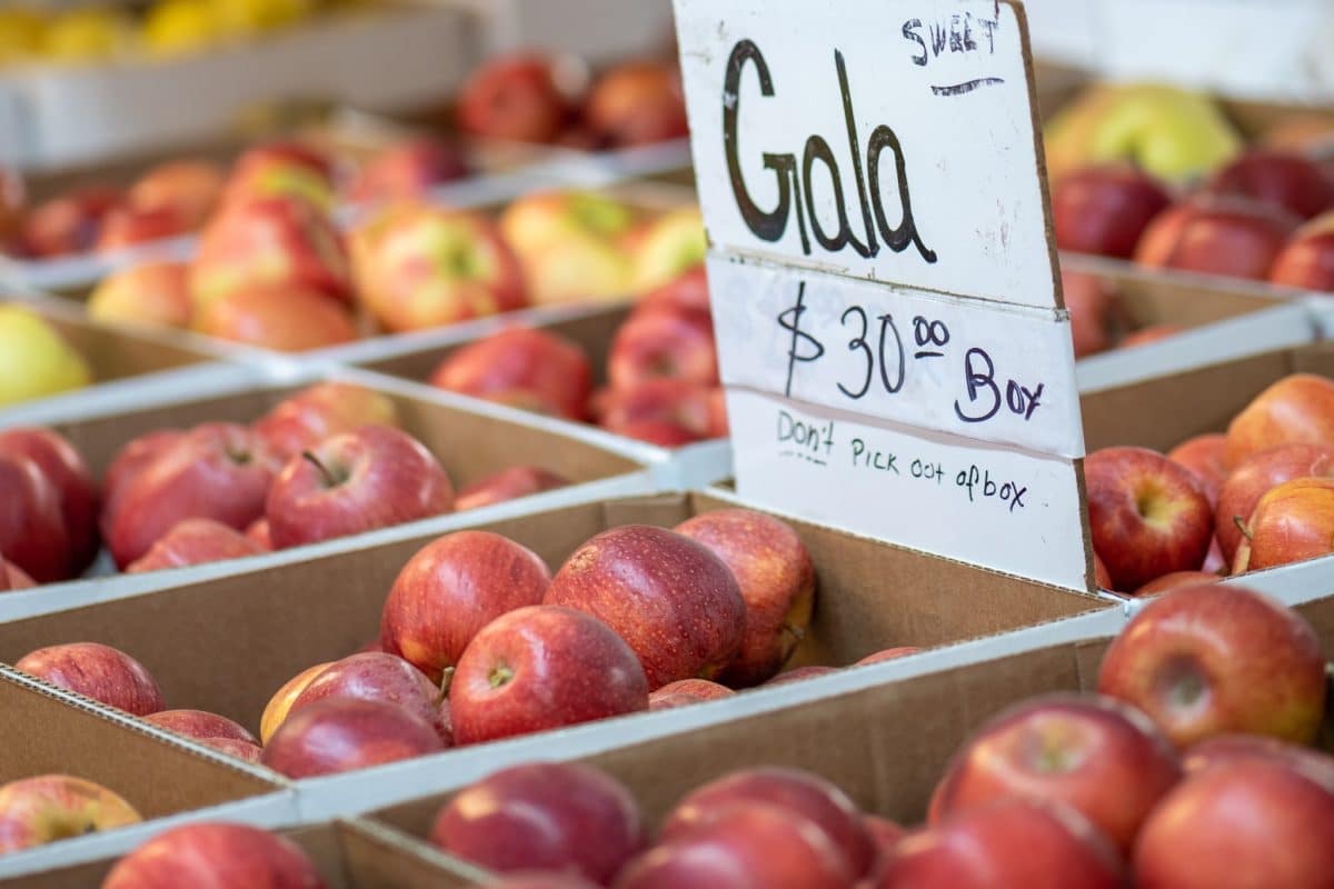 Gala Apples - Baker's Pack - Half Bushel – A FARM+HOUSE MARKET