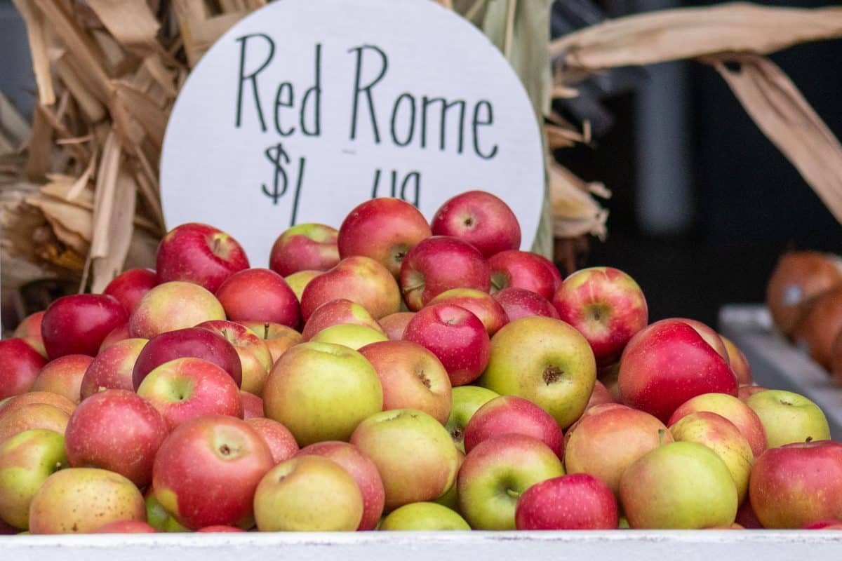 Apples of apple hill red rome