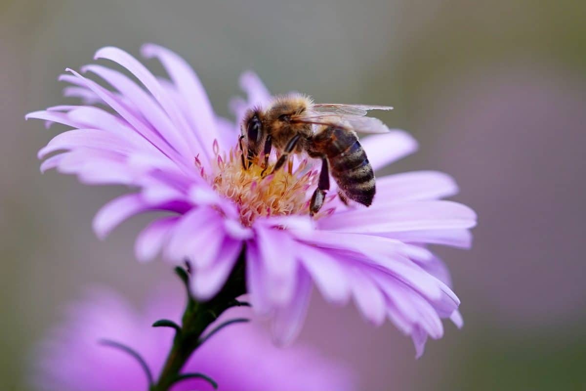 How to keep bees away, honey bee on flower