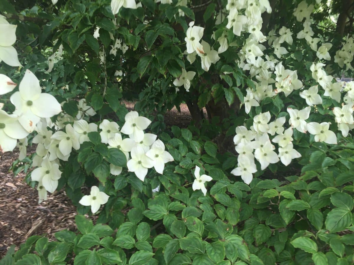 Kousa dogwood - cornus kousa