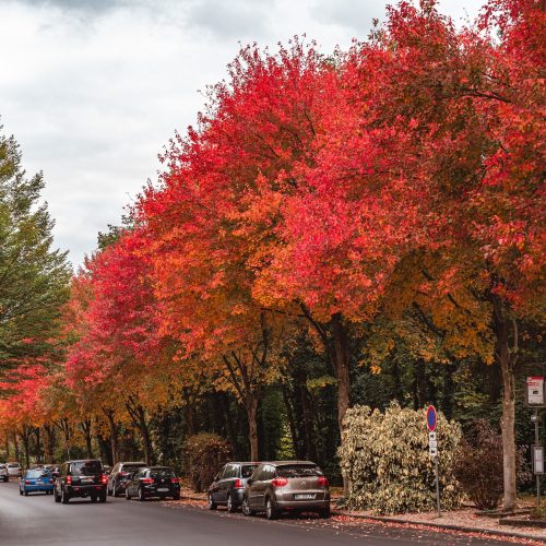 Best trees for fall color