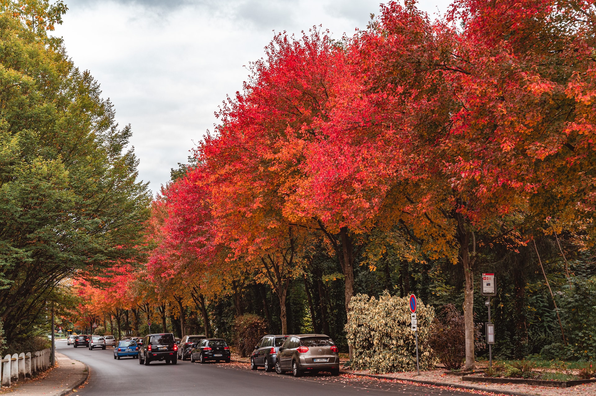 Best trees for fall color