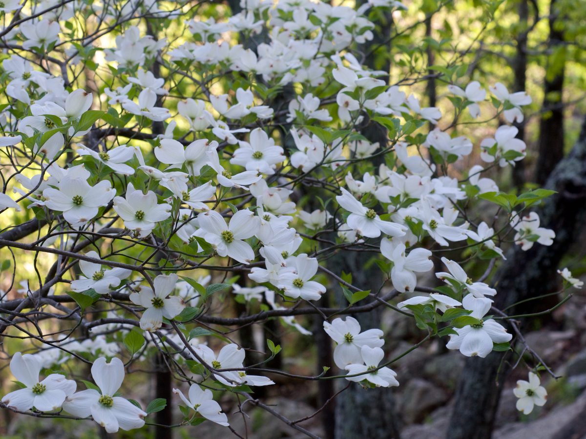 Flowering dogwood tree