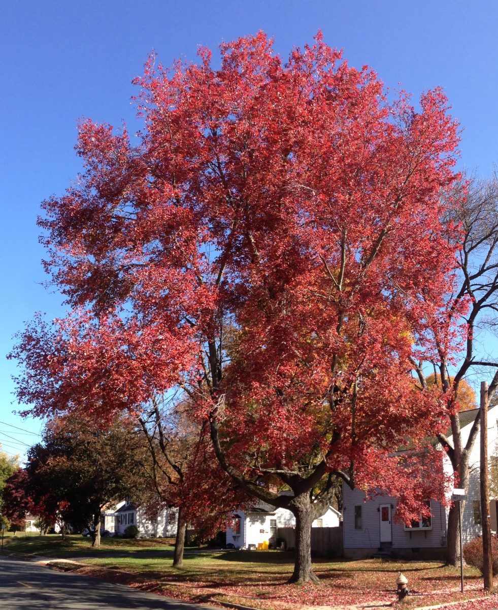 Red maple tree