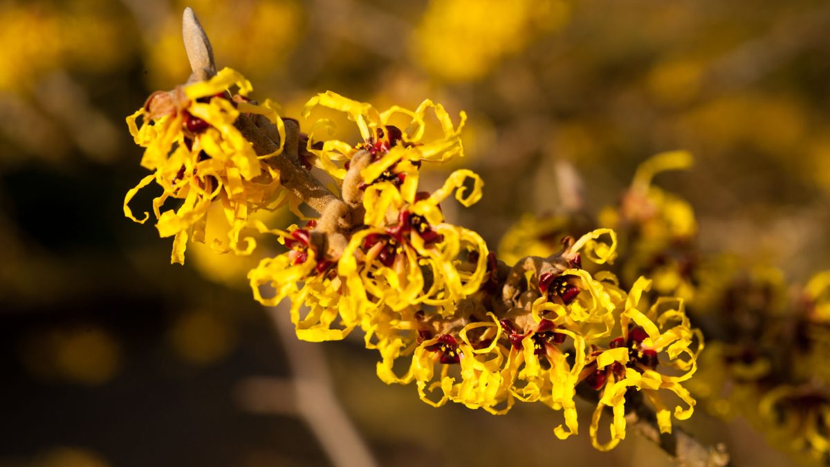 Witch hazel, best trees for fall color