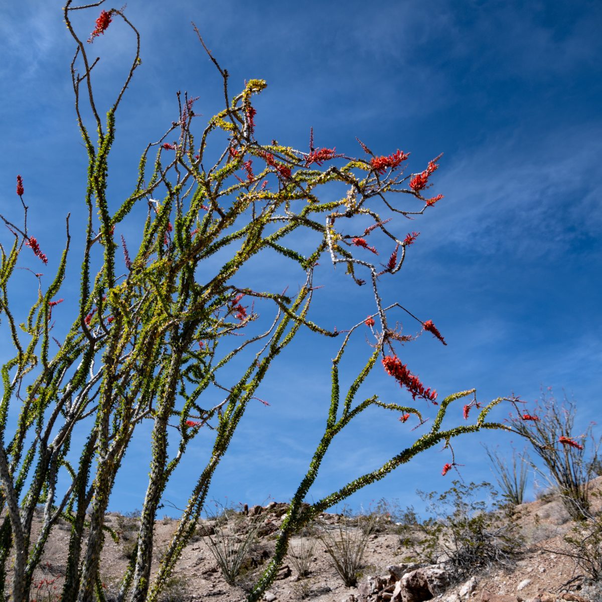 Borrego springs, california super bloom