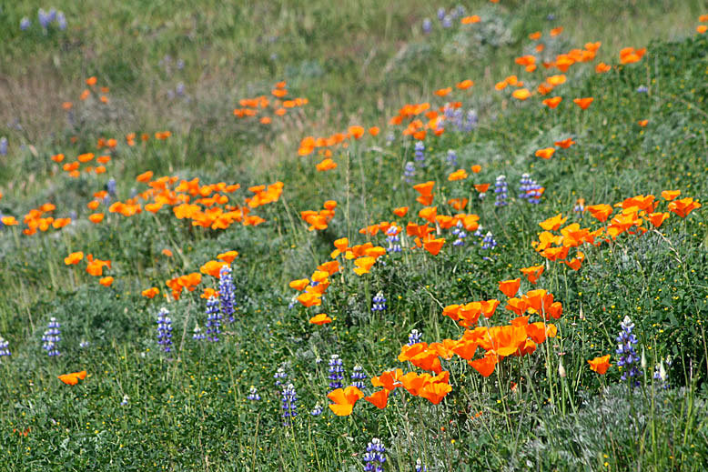 Mount diablo state park wildflowers