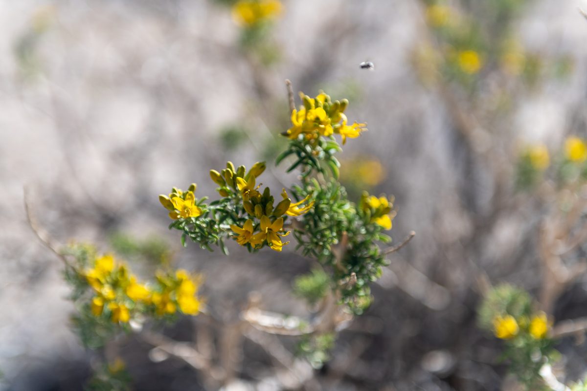 Joshua tree super bloom california