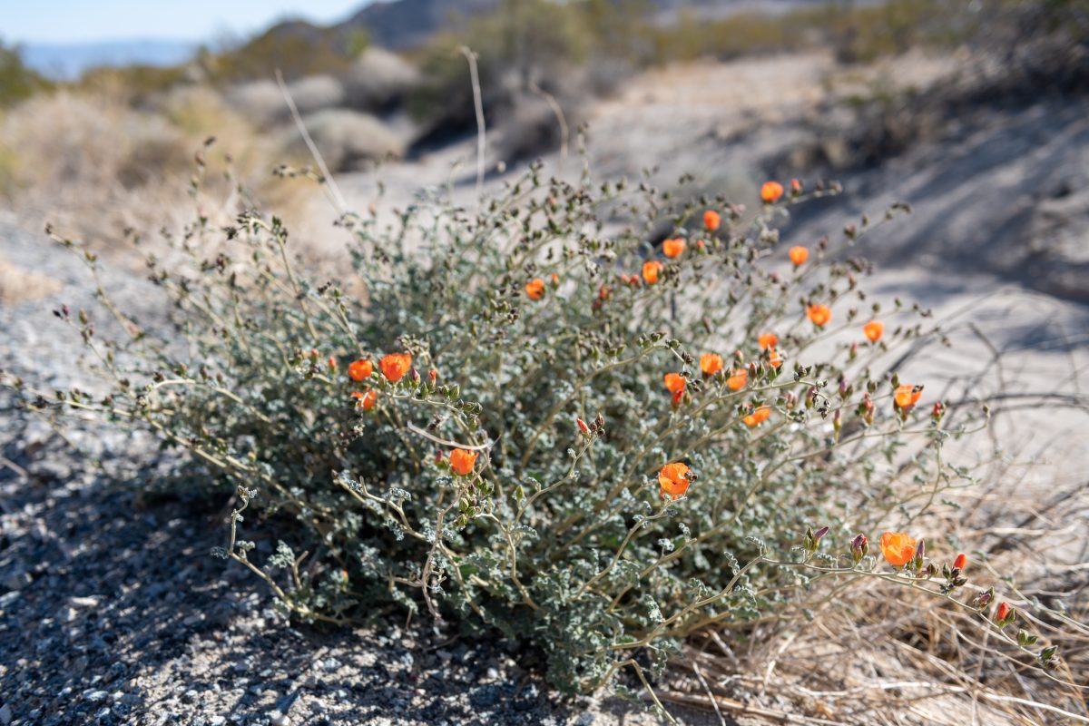 Joshua tree super bloom california