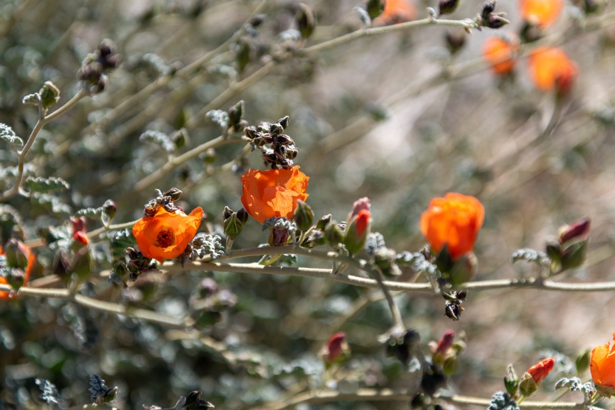 Joshua tree super bloom california