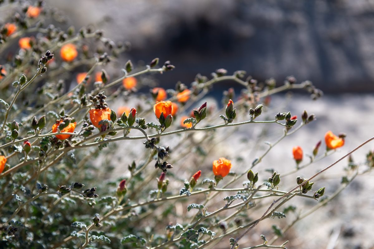 Joshua tree super bloom california