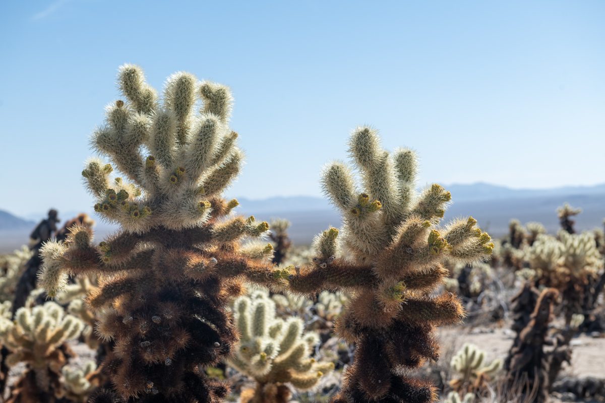 Joshua tree super bloom california cactus