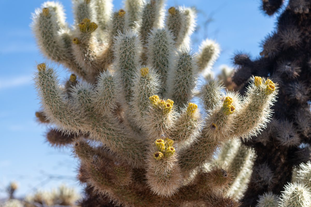 Joshua tree super bloom california cactus