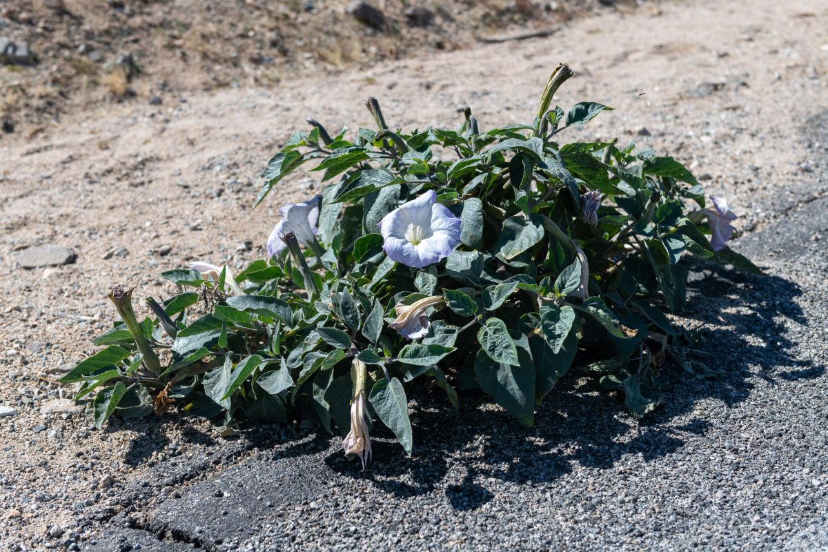 Joshua tree super bloom california wildflower