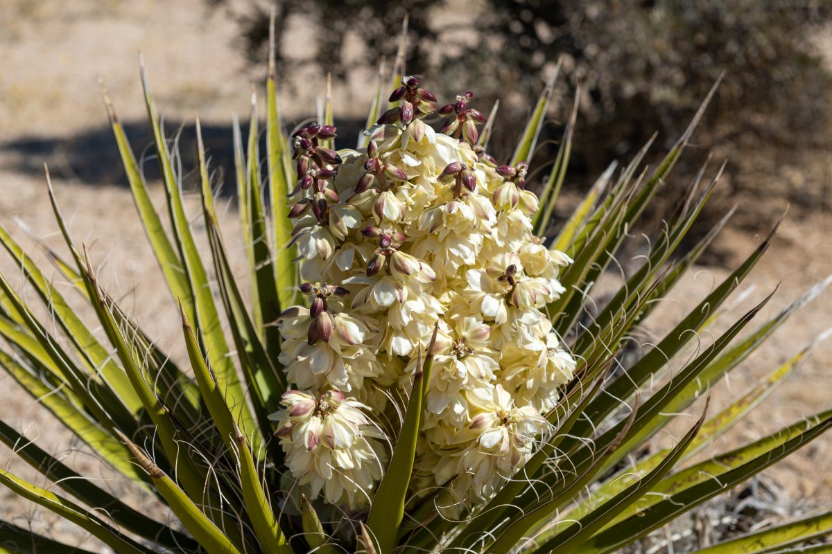 Joshua tree super bloom california wildflower