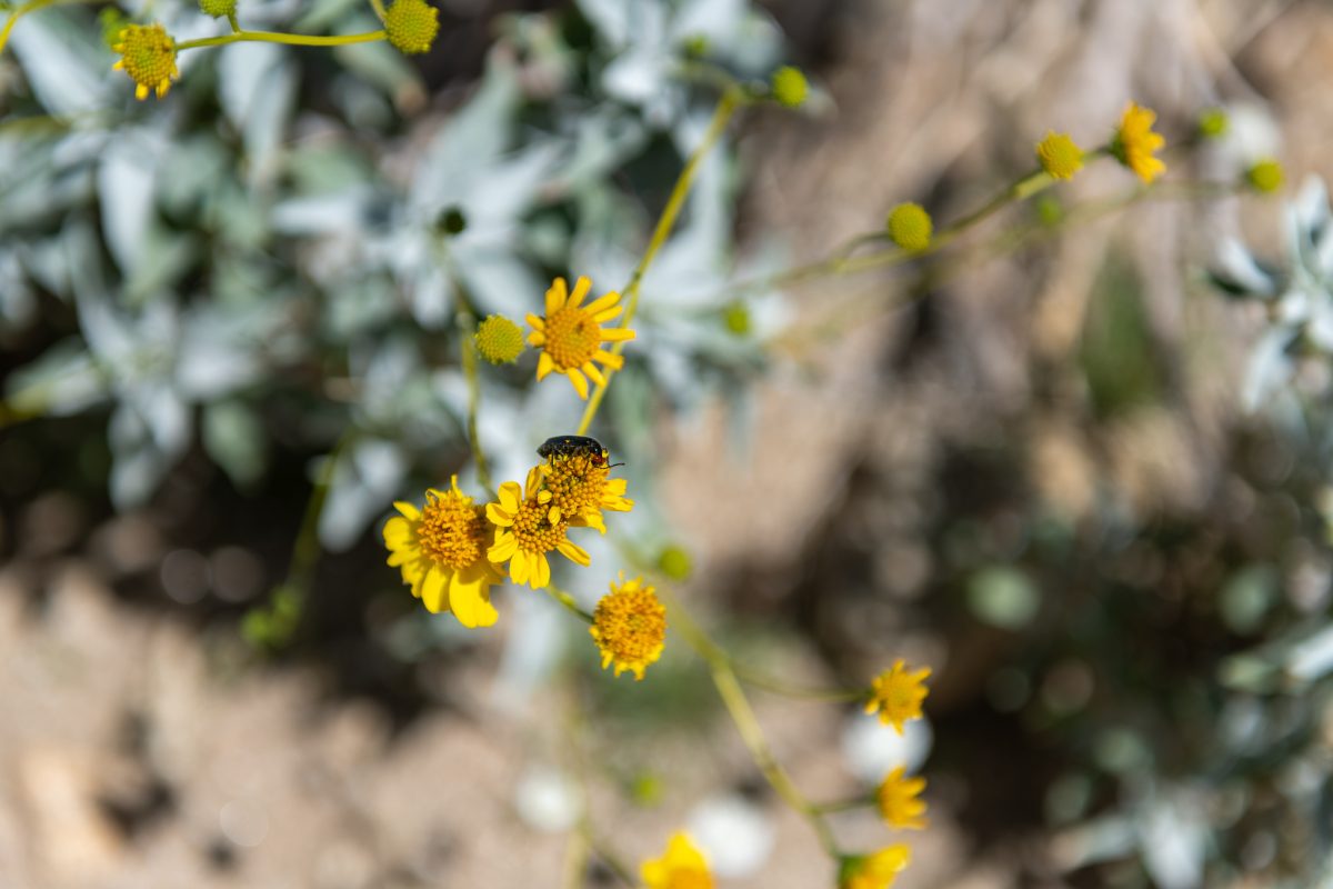 Anza borrego state park california wildflowers 2023 super bloom