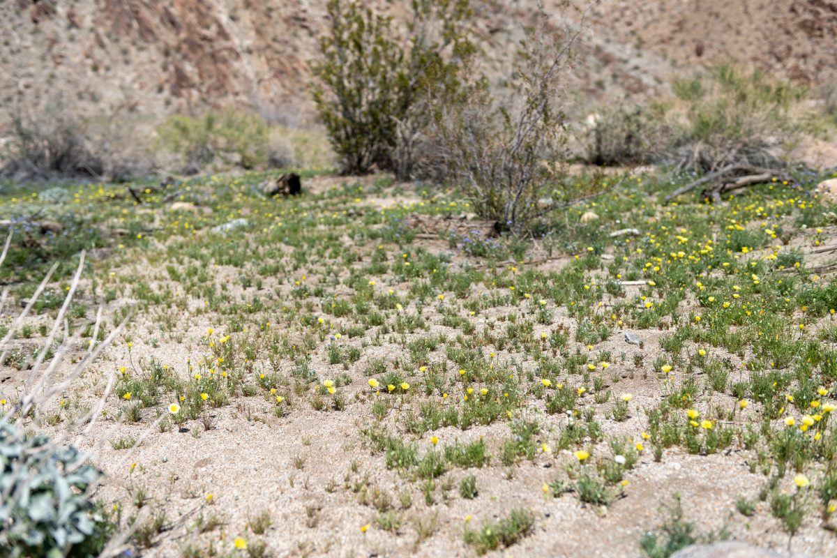 Anza borrego state park california wildflowers 2023 super bloom