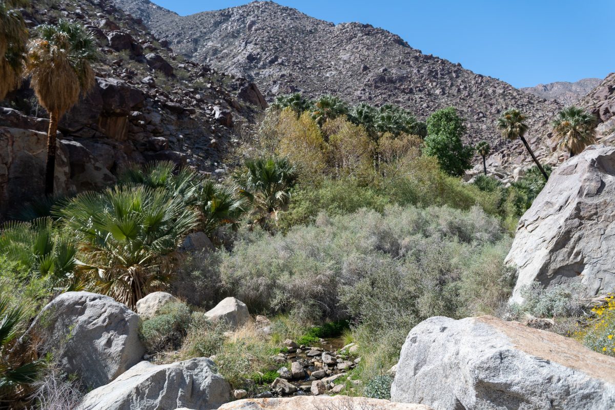 Anza-borrego state park, california wildflowers 2023 palm canyon trail