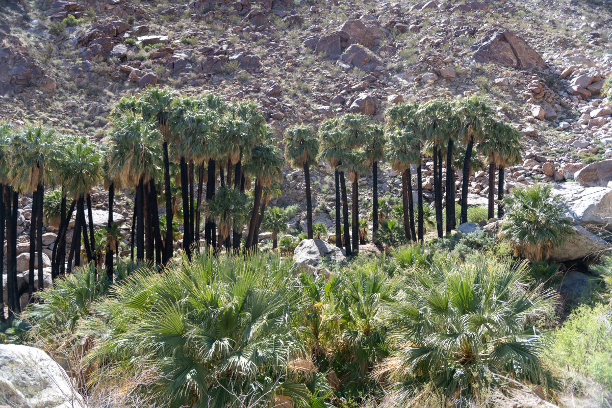 Anza-borrego state park, california wildflowers 2023 palm canyon trail