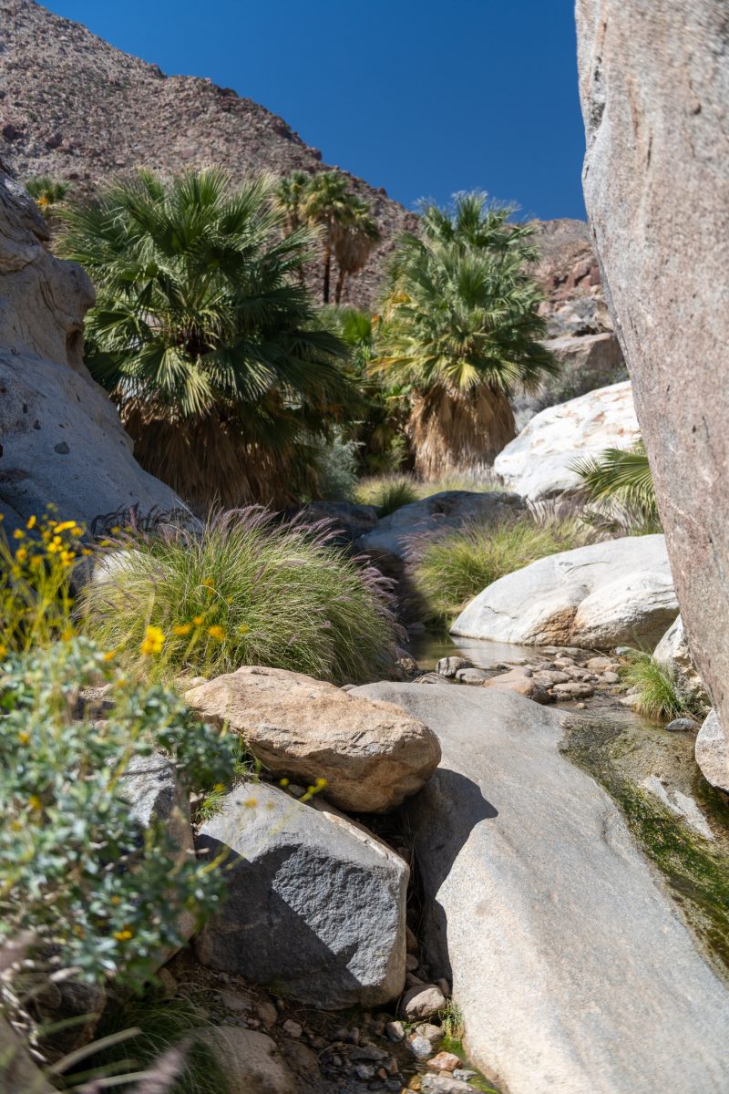 Anza-borrego state park, california wildflowers 2023 palm canyon trail