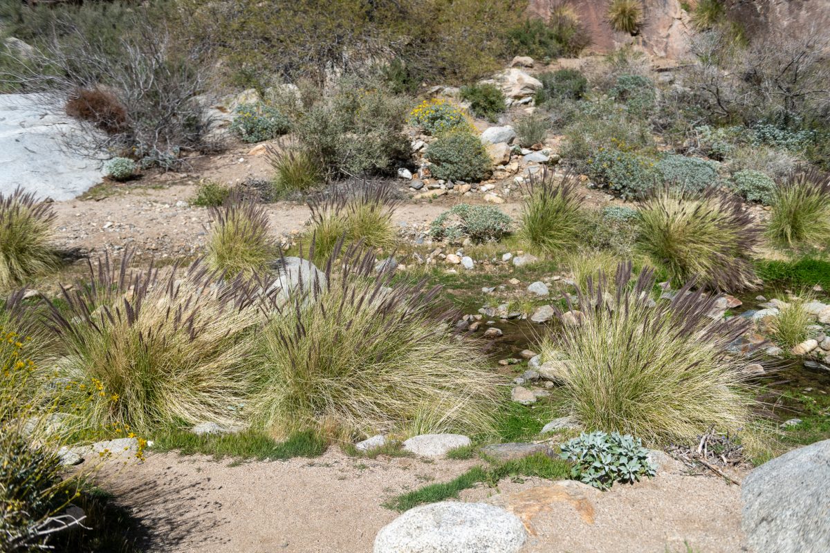 Anza borrego state park california wildflowers 2023 super bloom