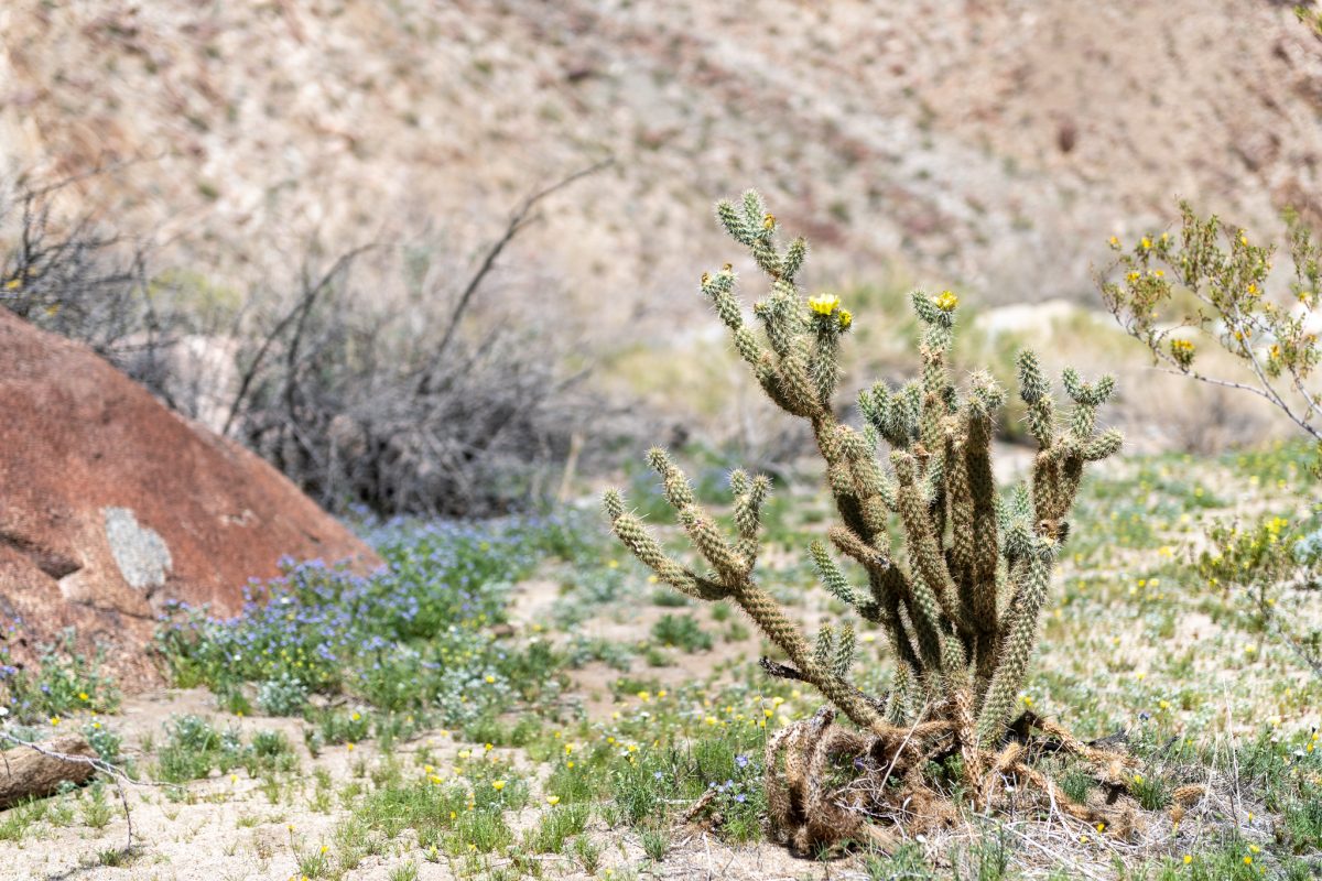 Anza borrego state park california wildflowers 2023 super bloom