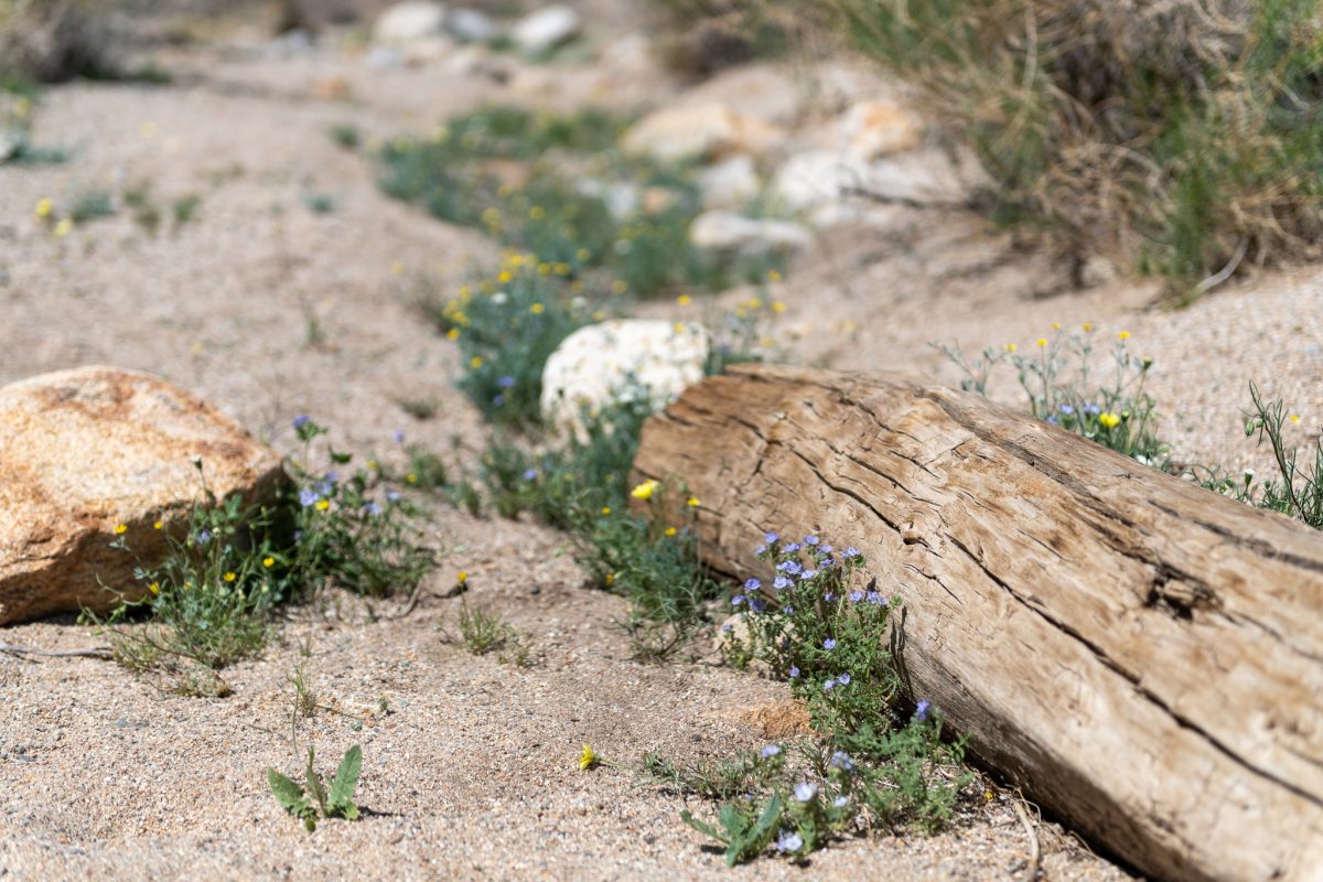 Anza borrego state park california wildflowers 2023 super bloom