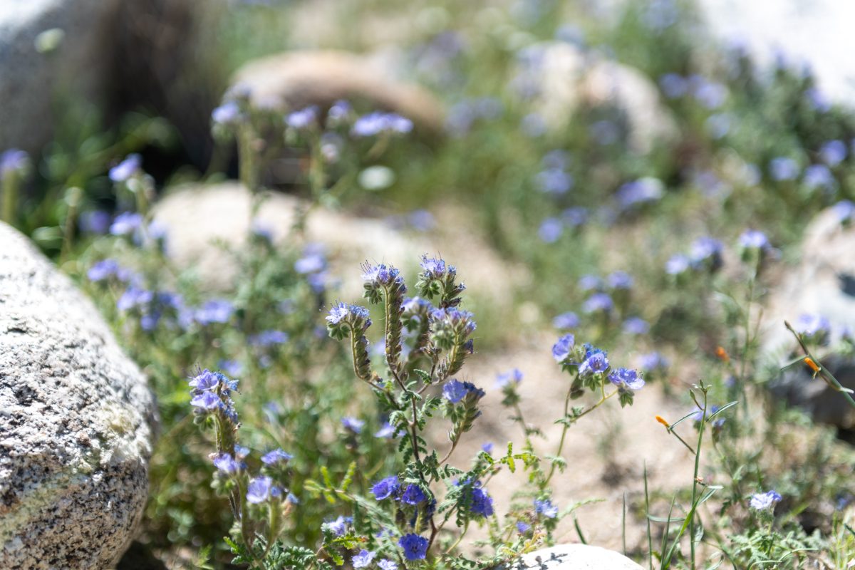 Anza-borrego desert state park